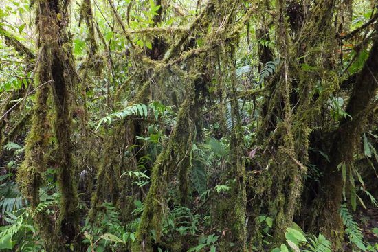 Kolumbein ist eins der regenreichsten Ländern, was man an der Natur sofort erkennen kann