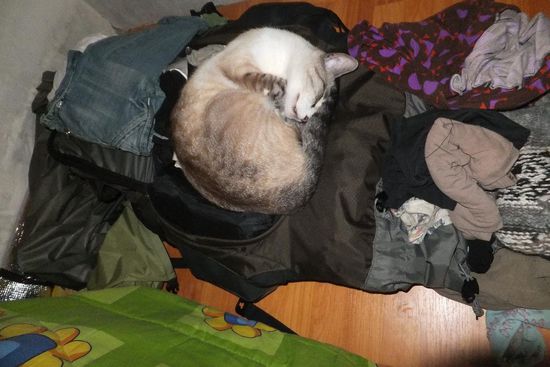 auch die Katzen haben uns gern bei sich 