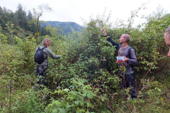 ... Brombeeren sammeln...
