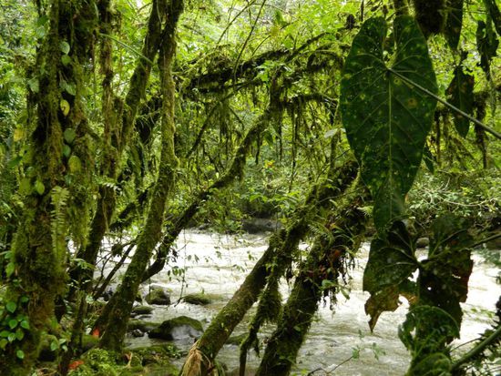 durch das Zusammenstossen von kalter Luft vom Pazifik und heisser Luft aus der Karibik ist Kolumbien eines der regenreichsten Länder unserer Erde! Dies erklärt warum es hier sooo grün ist 