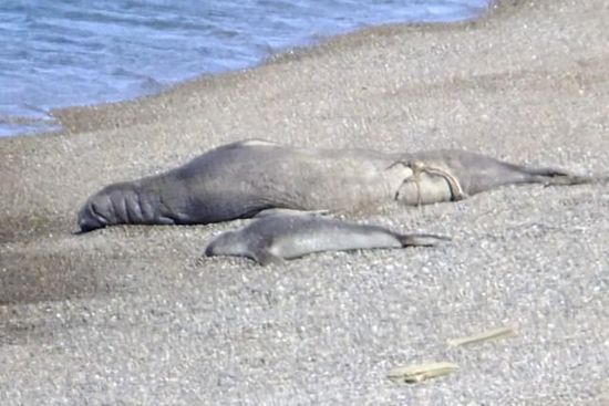 Da sind sie - die Elefanten! Natürlich sind es Seeelefanten
Nicht 'Altes' und 'Junges' - sondern Mann und Frau: Hier liegen ER mit schlanken 4000kg und 4m Länge. SIE wiegt lediglich 1/4 von ihm... Wie sie wohl den Liebesakt überlebt?!?