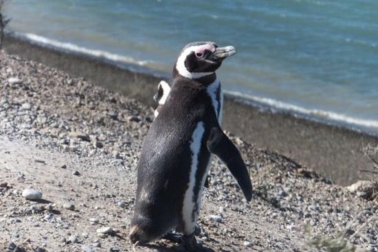 ... die Pinguine !!