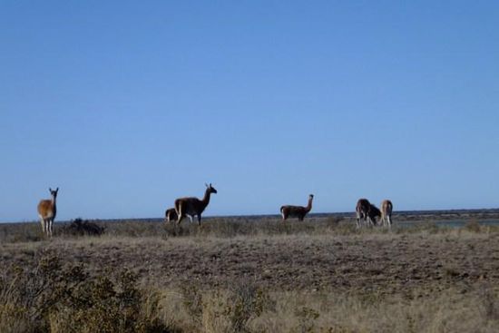 Ein häufiges Bild in Argentinien: Guanakos