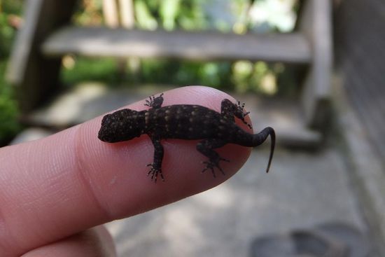 Julia schliesst mal wieder Freundschaft mit sämtlichen Tieren 