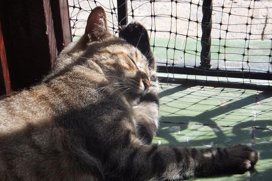 nicht nur wir sind am schwitzen 