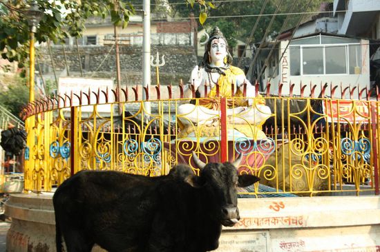 auch die Kühe sind hier heilig!