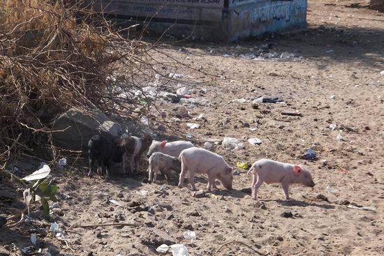 auch Süss aber Schweine halt