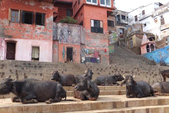 Wasserbüffel auf den ghats die ins Wasser führen