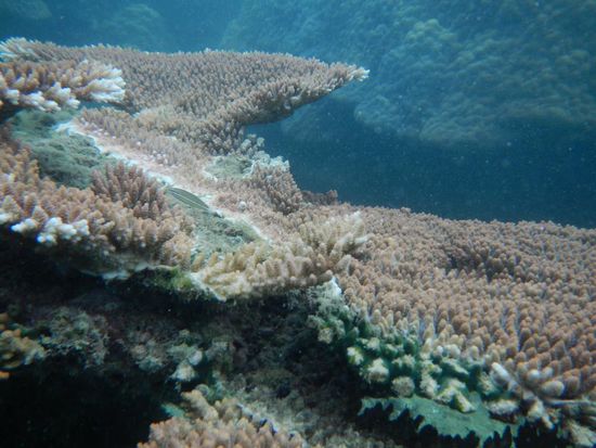 Schnorcheln auf Perhentian 