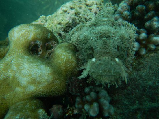 und wo ist der Fisch?