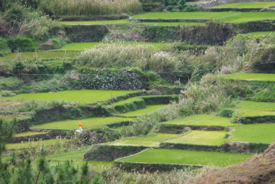 am Ankunftstag sind wir noch bissl laufen, da entstanden diese Bilder der Reisterassen...