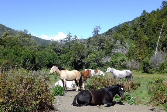 Die Pferde sind nicht so friedlich wie sie aussehen: eine halbe Stunde haben wir mit denen um unseren Kuchen gekämpft... 