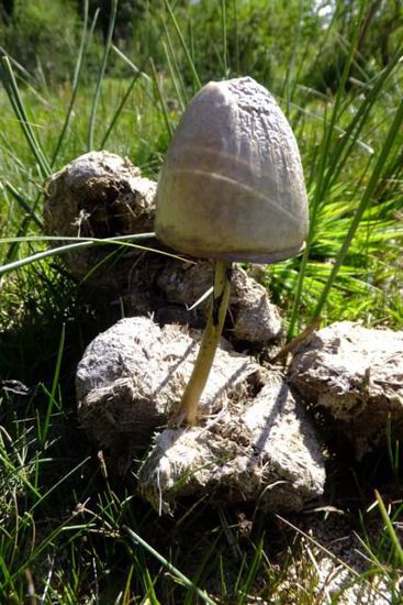 Die Inder haben Recht: die Kuh ist wohl heilig - aus den Kuhfladen wachsen sogar goldene Pilze!