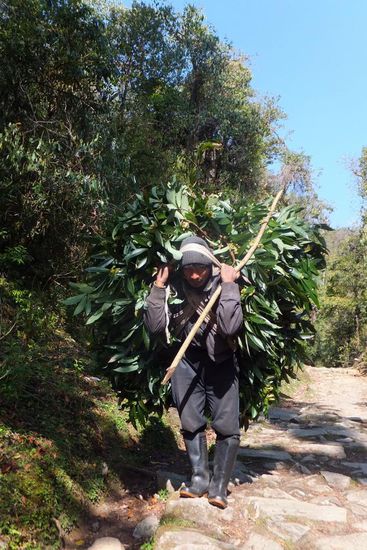 Bei ihm "geht`s" ja noch! Aber was die Führer und v.a. die Träger hier an Zeugs die Berge hoch- und runterschleppen müssen ist unglaublich!