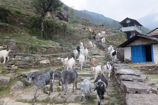 Die ersten 2 Tage ging es unerbittlich (meist über Stufen) bergauf, vom Tiefland mit Ziel `Poon-Hill`...