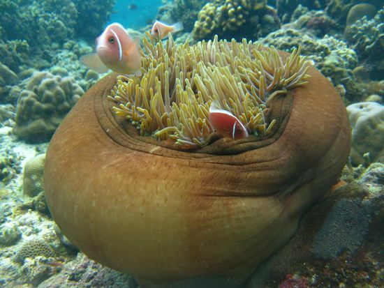Die Steilwände um Bunaken sind dermassen voll mit verschiedensten Korallen überwachsen, dass sie für uns zu den schönsten Riffen zählen, die wir bisher gesehen haben! 