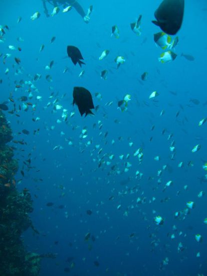 .. und es gibt die schönsten Tropenfische - und das ohne Ende!