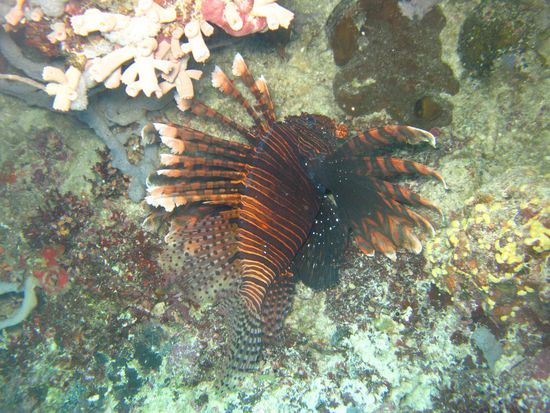 lionfish