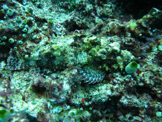 Steinfisch - sehr getarnt!