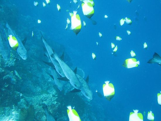 Fragezeichen mit Schmetterlingfischen drumrum