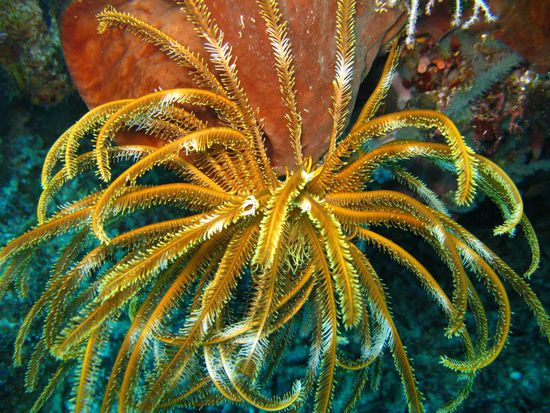 einfach schöne Pflanze