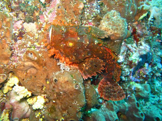 Scorpionfish