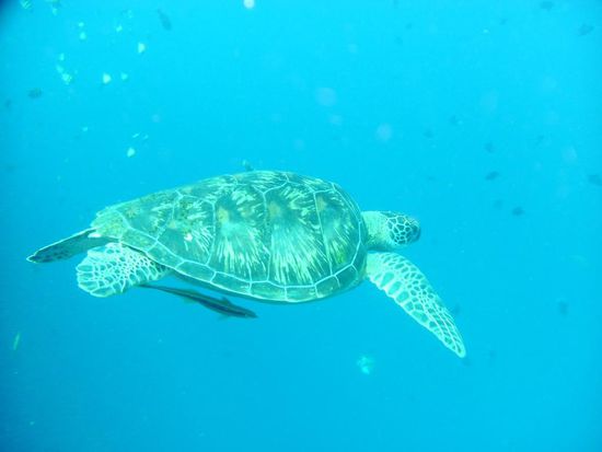 von denen gabs hier viele 