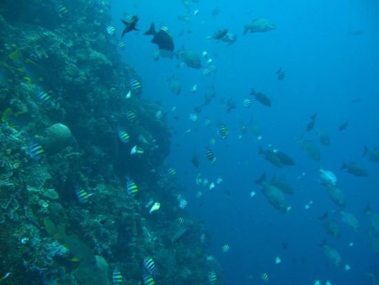 in 60m Tiefe gibt es ein kleines Plateau, bevor die Steilwand oft mehrere Hundert Meter tief abfällt und in die Tiefsee übergeht...