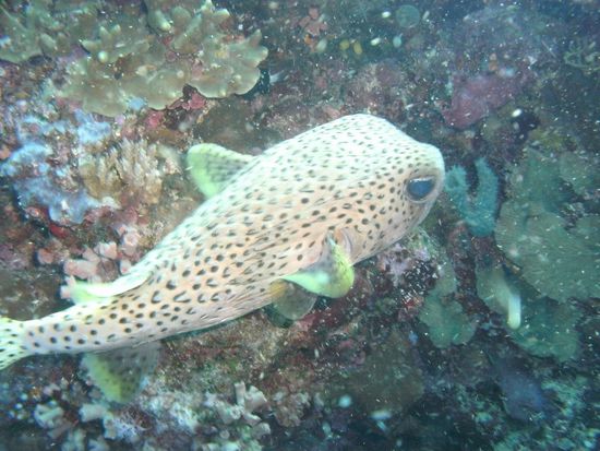 der hier kann sich sogar aufblasen!