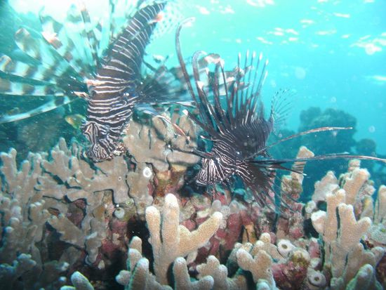 Lionfish