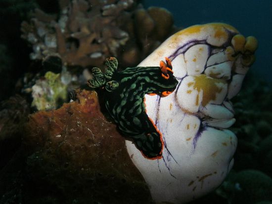 auch die kleinen Tiere kriegen Beachtung! Schnecke