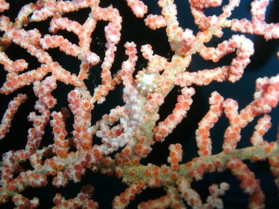 .. und dieses Seepferdchen war eines unserer highlights! 
Genau hinschauen! Es ist kleiner als 1 cm! 
Ohne unseren divemaster hätten wir es niemals gesehen!