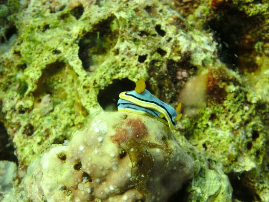 2 Schnecken übereinander
