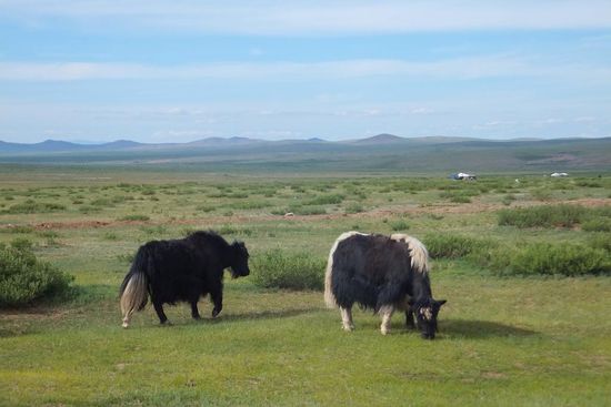 tolle Tiere: Yaks!