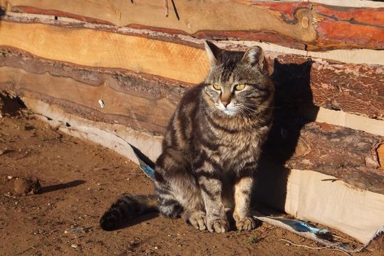 Miezi geniesst die Sonnenstrahlen