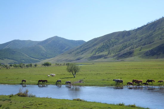 die Landschaft wurde steppiger und mehr Tierherden auf endlosen Weiden kamen ins Bild