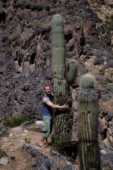 die Kakteen sind riesig