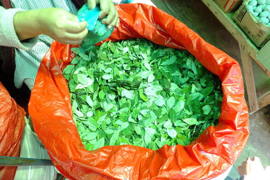 Koka yes, Kokain no! - Mit dieser Kampangne ist es in Bolivien legal Kokablätter zu kauen. Das Kauen hilft gegen die Höhenkrankheit, gegen Hunger und gegen Schmerzen. Eine berauschende Wirkung bleibt jedoch aus, da es keine Droge ist.