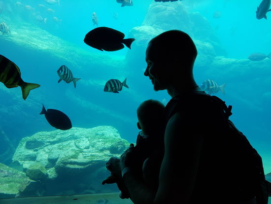 Lange nicht so gut wie beim tauchen, aber das riesige Aquarium in Durban war wirklich beeindruckend