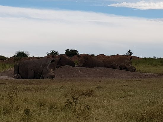 Nashörner ohne Nashorn