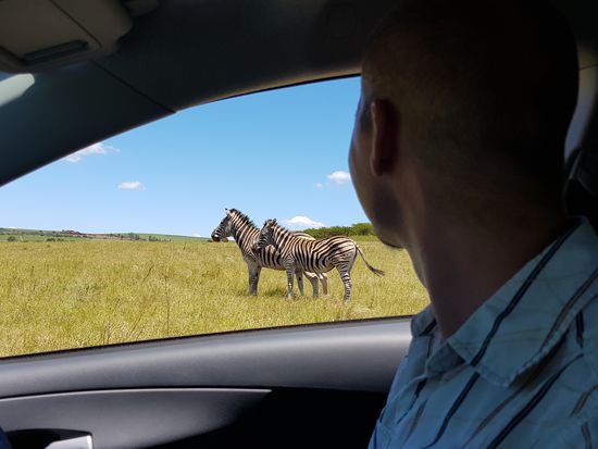 Die Zebras fanden wir besonders schön und sie waren direkt vor unserer Linse