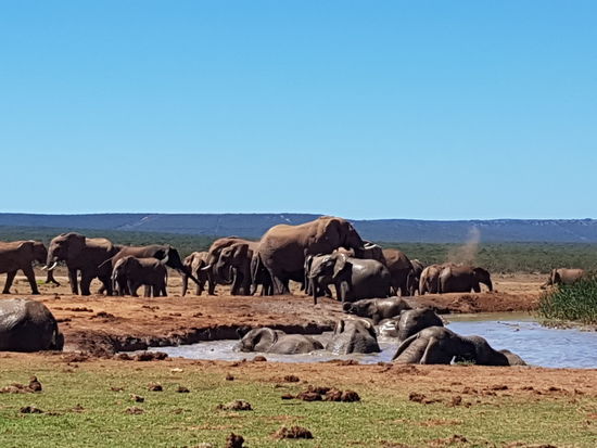 Elefanten gab's zu Hunderten...
