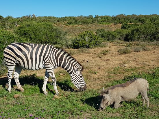 und auch andere sehenswerte Tiere...