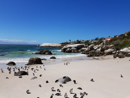 ... und der Möglichkeit mit Pinguinen zu baden