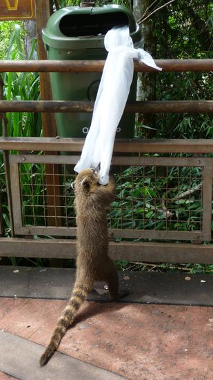 Nasenbaeren - fettes Leben im Nationalpark