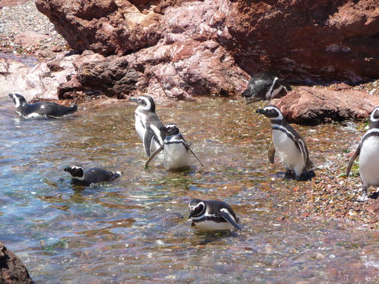 Magellan-Pinguine in Punto Tombo am herumduempeln.