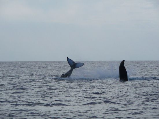 Wal-Mama und Baby ueben Flossenklatschen - gigantisch!