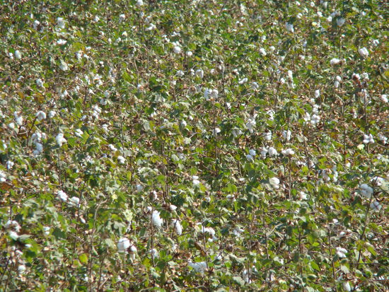 Baumwollfeld