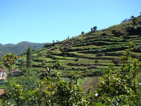 Teeplantagen