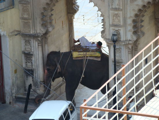 Ein Nickerchen auf dem Elefantenrücken